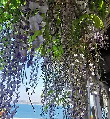 Summer Paradise 普罗奇达