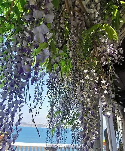 Summer Paradise Procida